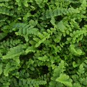 Hardy Fern Dryopteris affinis 'Pinderi' 